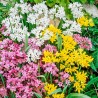 Аллиум, смесь (67298): купить луковицы почтой в России | интернет-магазин Беккер