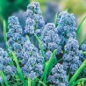 Мускари Фэнтези Криэйшн (67402): купить луковицы почтой в России | интернет-магазин Беккер