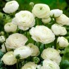 Ранункулюс (лютик) Вайт (76360): купить луковицы почтой в России | интернет-магазин Беккер