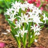 Хионодокса Альба (67319): купить луковицы почтой в России | интернет-магазин Беккер