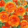 Ранункулюс (лютик) Оранж (76357): купить луковицы почтой в России | интернет-магазин Беккер