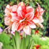Амариллис (гиппеаструм) махровый Дабл Рекорд (76163): купить луковицы почтой в России | интернет-магазин Беккер