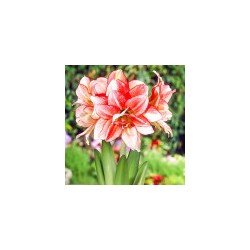 Амариллис (гиппеаструм) махровый Дабл Рекорд (76163): купить луковицы почтой в России | интернет-магазин Беккер
