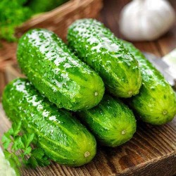 Огурец Сибирский вьюговей F1 Уральский дачник (74193): купить семена почтой в России | интернет-магазин Беккер