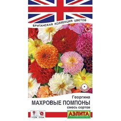 Георгина Махровые помпоны, смесь окрасок Аэлита (40334): купить семена почтой в России | интернет-магазин Беккер