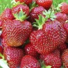 Земляника ремонтантная (крупноплодная) Большая Ненси (9613): купить саженцы почтой в России | интернет-магазин Беккер
