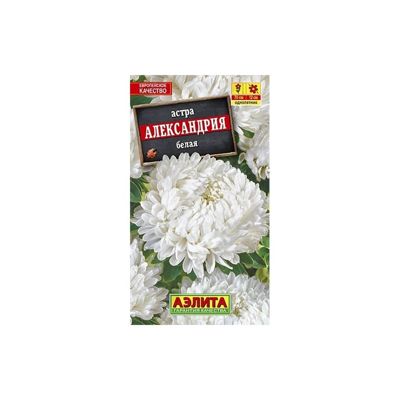 Астра Александрия белая Аэлита (40268): купить семена почтой в России | интернет-магазин Беккер Астра Александрия белая Аэлита (40268): купить семена почтой в России | интернет-магазин Беккер