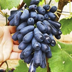 Виноград кишмиш Аватар (Слезы луны) (8399): купить саженцы почтой в России | интернет-магазин Беккер