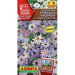 Брахикома Ромашка кадриль, смесь окрасок Аэлита (40308): купить семена почтой в России | интернет-магазин Беккер