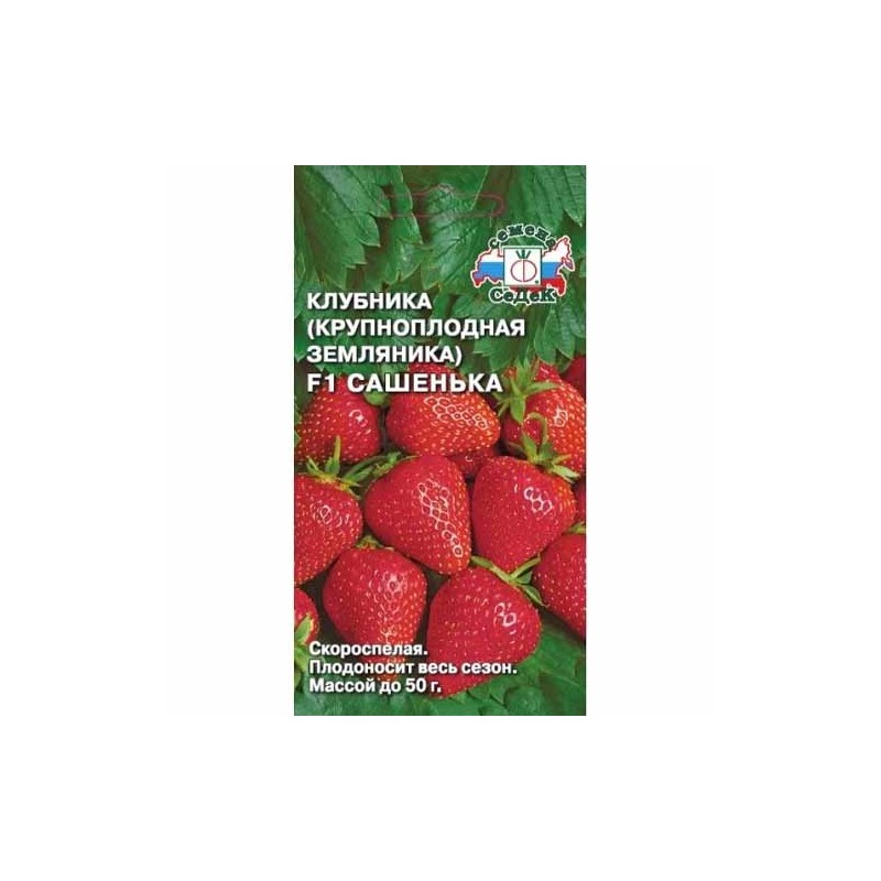 Земляника ремонтантная (крупноплодная) Сашенька F1 Седек (40457): купить семена почтой в России | интернет-магазин Беккер Земляника ремонтантная (крупноплодная) Сашенька F1 Седек (40457): купить семена почтой в России | интернет-магазин Беккер