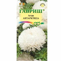 Астра пионовидная Антарктида Гавриш (40578): купить семена почтой в России | интернет-магазин Беккер