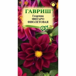 Георгина Фигаро фиолетовая Гавриш (40588): купить семена почтой в России | интернет-магазин Беккер