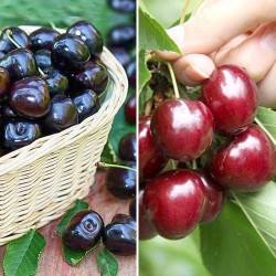 Комплект Вкусный дуэт из 2 саженцев с доставкой по России | интернет-магазин Беккер