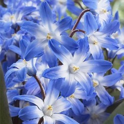 Хионодокса Блю Гигант (67321): купить луковицы почтой в России | интернет-магазин Беккер