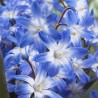 Хионодокса Блю Гигант (67321): купить луковицы почтой в России | интернет-магазин Беккер