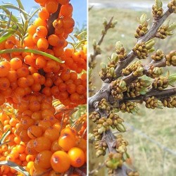 Комплект Облепиха Джемовая: муж.(1) + жен.(1) (9252): купить саженцы почтой в России | интернет-магазин Беккер