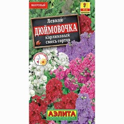 Левкой карликовый Дюймовочка, смесь окрасок Аэлита (98993): купить семена почтой в России | интернет-магазин Беккер