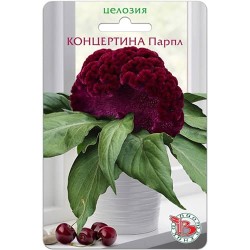 Целозия горшечная Концертина Парпл Биотехника (97352): купить семена почтой в России | интернет-магазин Беккер
