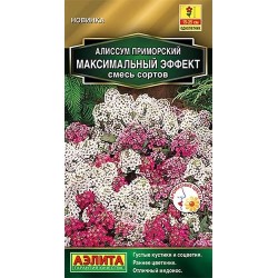 Алиссум Максимальный эффект, смесь окрасок Аэлита (40265): купить семена почтой в России | интернет-магазин Беккер