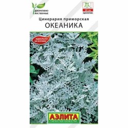 Цинерария приморская Океаника Аэлита (99187): купить семена почтой в России | интернет-магазин Беккер
