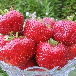 Земляника (крупноплодная) Гигантелла Максим (9872): купить саженцы почтой в России | интернет-магазин Беккер
