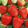 Земляника (крупноплодная) Кокинская ранняя (9842): купить саженцы почтой в России | интернет-магазин Беккер