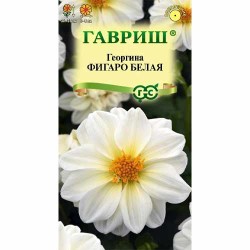 Георгина Фигаро белая Гавриш (40586): купить семена почтой в России | интернет-магазин Беккер
