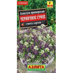 Алиссум Черничное суфле, смесь окрасок Аэлита (98819): купить семена почтой в России | интернет-магазин Беккер