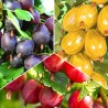Комплект крыжовников бесшипных из 3 саженцев с доставкой по России | интернет-магазин Беккер