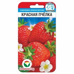 Земляника ремонтантная (крупноплодная) Красная пчелка Сибирский сад (88110): купить семена почтой в России | интернет-магазин Бе