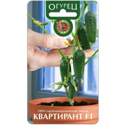 Огурец Квартирант F1 Биотехника (85376): купить семена почтой в России | интернет-магазин Беккер