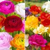 Суперпредложение! Фрезии и ранункулюсы, микс Баттерфляй Бьюти с доставкой по России в интернет-магазине Беккер