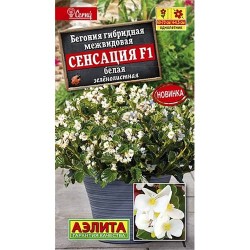 Бегония гибридная Сенсация белая зеленолистная F1 Аэлита (40307): купить семена почтой в России | интернет-магазин Беккер