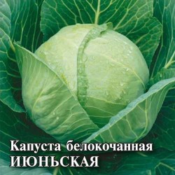 Капуста белокочанная Июньская Аэлита (98264): купить семена почтой в России | интернет-магазин Беккер