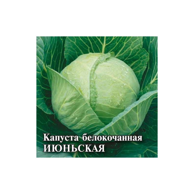 Капуста белокочанная Июньская Аэлита (98264): купить семена почтой в России | интернет-магазин Беккер Капуста белокочанная Июньская Аэлита (98264): купить семена почтой в России | интернет-магазин Беккер