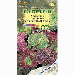 Молодило паутинное Каменная Роза, смесь окрасок Гавриш (71102): купить семена почтой в России | интернет-магазин Беккер
