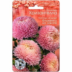 Астра китайская Хризантелла Фламинго на закате Биотехника (74068): купить семена почтой в России | интернет-магазин Беккер