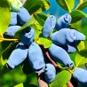 Жимолость Камчатская (5735): купить саженцы почтой в России | интернет-магазин Беккер