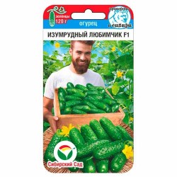 Огурец Изумрудный любимчик F1 Сибирский сад (40857): купить семена почтой в России | интернет-магазин Беккер