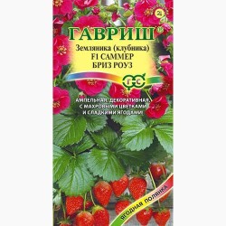 Земляника (клубника) Саммер Бриз Роуз F1 Гавриш (97418): купить семена почтой в России | интернет-магазин Беккер
