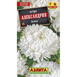 Астра Александрия белая Аэлита (40268): купить семена почтой в России | интернет-магазин Беккер