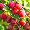 Крыжовник бесшипный Колобок (7517): купить саженцы почтой в России | интернет-магазин Беккер